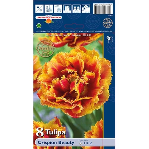 Tulipán Crispion Beauty obrázok 1 artikel 68027