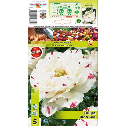 Tulipán Dance Line obrázok 1 artikel 67457