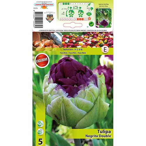 Tulipán Double Negrita obrázok 1 artikel 67779