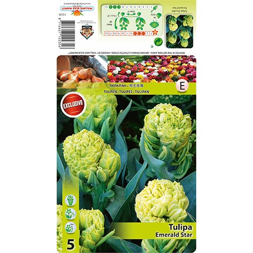 Tulipán Emerald Star artikel fotografia 1 Tulipán Emerald Star obrázok 1 artikel 68406