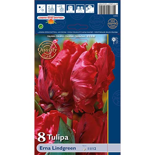 Tulipán Erna Lindgreen artikel fotografia 1 Tulipán Erna Lindgreen obrázok 1 artikel 70260
