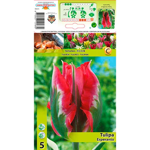 Tulipán Esperanto artikel fotografia 1 Tulipán Esperanto obrázok 1 artikel 67869