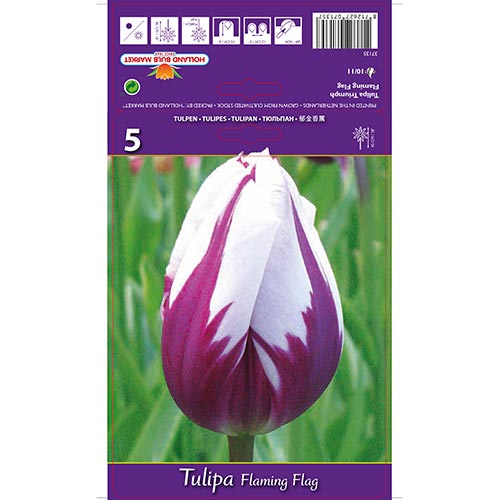 Tulipán Flaming Flag artikel fotografia 1 Tulipán Flaming Flag obrázok 1 artikel 68113