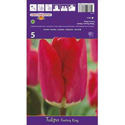 Tulipán Fostery King obrázok 1 artikel 67856