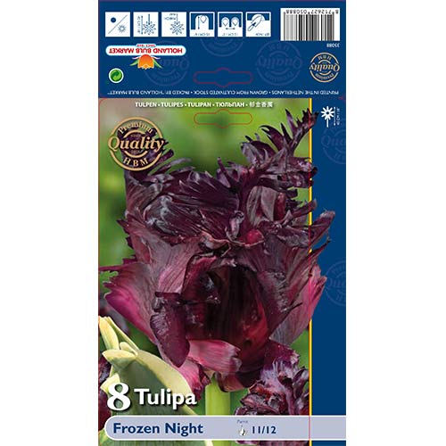 Tulipán Frozen Night artikel fotografia 1 Tulipán Frozen Night obrázok 1 artikel 67859