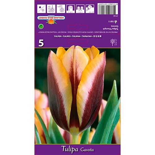 Tulipán Gavota artikel fotografia 1 Tulipán Gavota obrázok 1 artikel 67840