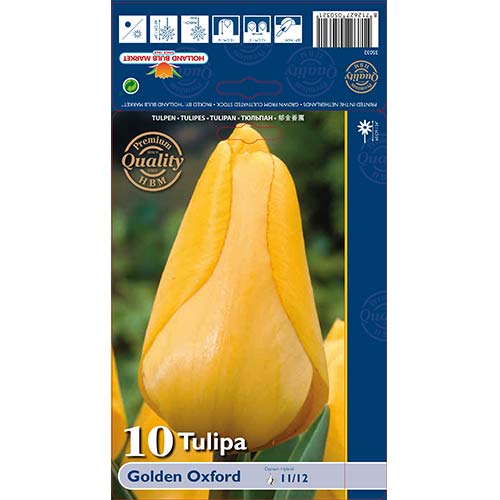 Tulipán Golden Oxford artikel fotografia 1 Tulipán Golden Oxford obrázok 1 artikel 70248