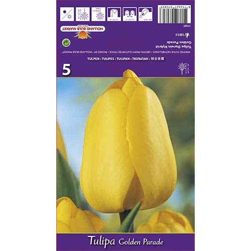 Tulipán Golden Parade obrázok 1 artikel 67715