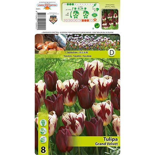 Tulipán Grand Velvet artikel fotografia 1 Tulipán Grand Velvet obrázok 1 artikel 68033