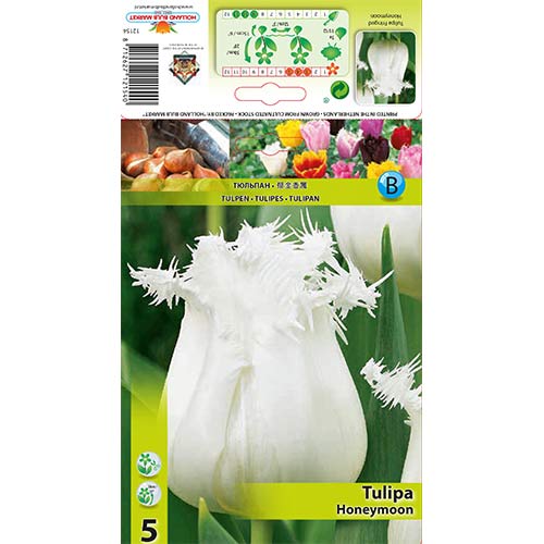 Tulipán Honeymoon obrázok 1 artikel 68078