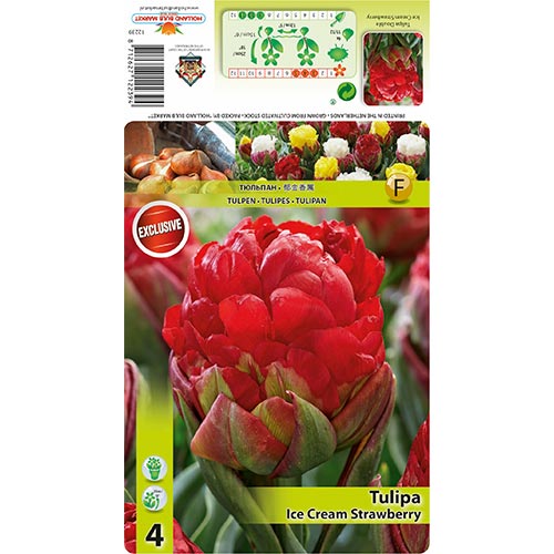 Tulipán Ice Cream Strawberry obrázok 1 artikel 68403