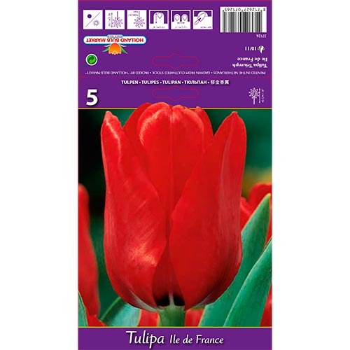 Tulipán Ile de France artikel fotografia 1 Tulipán Ile de France obrázok 1 artikel 70218