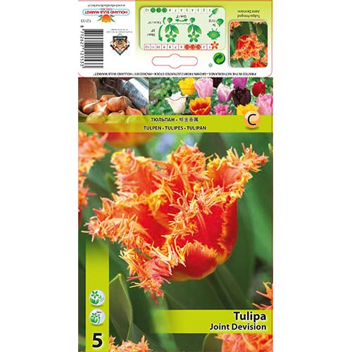 Tulipán Joint Devision obrázok 1 artikel 70290