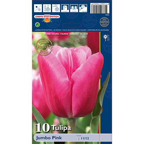 Tulipán Jumbo Pink artikel fotografia 1 Tulipán Jumbo Pink obrázok 1 artikel 67726