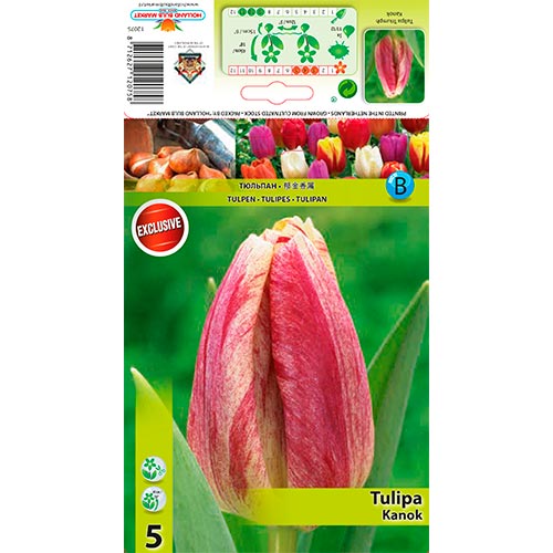 Tulipán Kanok artikel fotografia 1 Tulipán Kanok obrázok 1 artikel 68407