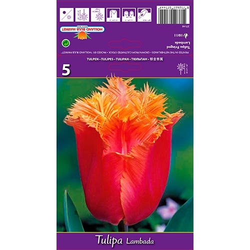 Tulipán Lambada artikel fotografia 1 Tulipán Lambada obrázok 1 artikel 68105