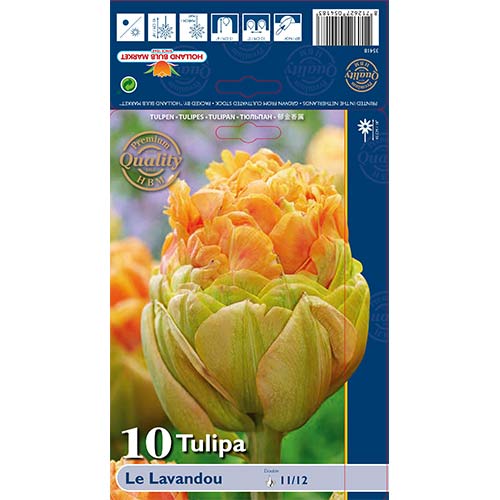 Tulipán Le Lavendou artikel fotografia 1 Tulipán Le Lavendou obrázok 1 artikel 68036