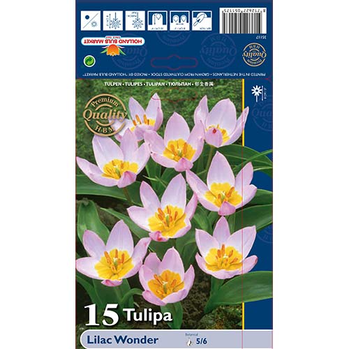 Tulipán Lilac Wonder obrázok 1 artikel 67751