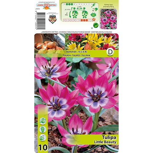 Tulipán Little Beauty obrázok 1 artikel 67499