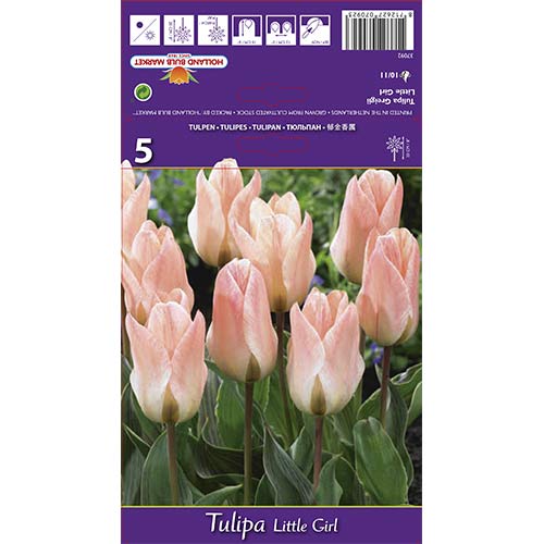 Tulipán Little Girl artikel fotografia 1 Tulipán Little Girl obrázok 1 artikel 68108