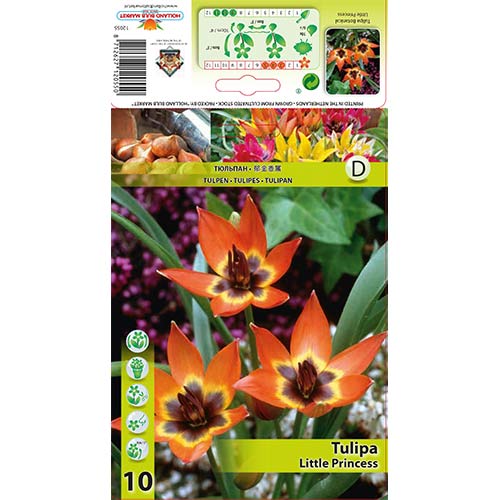 Tulipán Little Princess artikel fotografia 1 Tulipán Little Princess obrázok 1 artikel 70295
