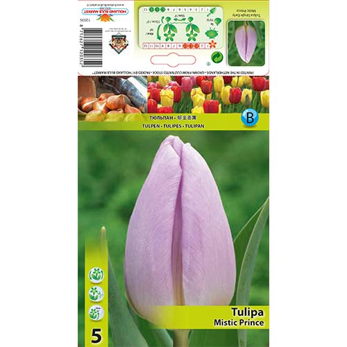 Tulipán Mistic Prince artikel fotografia 1 Tulipán Mistic Prince obrázok 1 artikel 68084