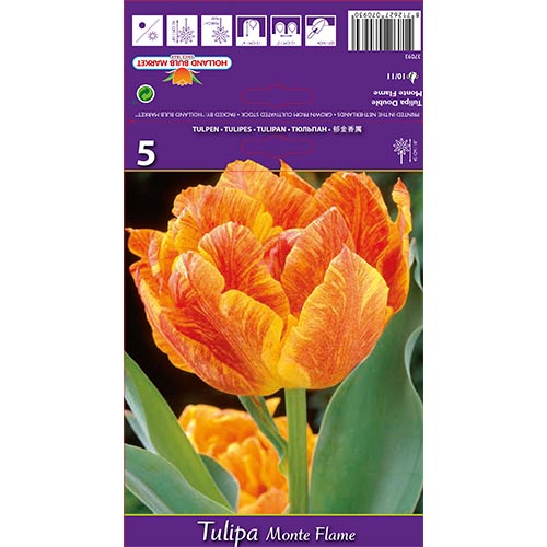 Tulipán Monte Flame artikel fotografia 1 Tulipán Monte Flame obrázok 1 artikel 67777