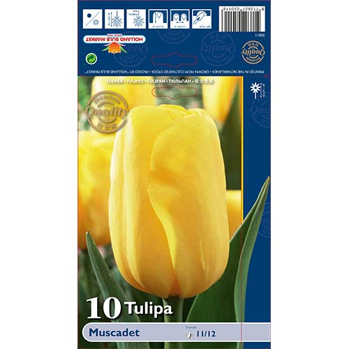 Tulipán Muscadet obrázok 1 artikel 68043