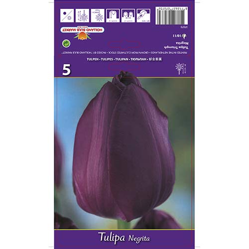Tulipán Negrita obrázok 1 artikel 67842