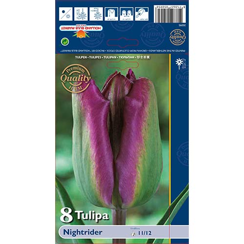 Tulipán Night Rider obrázok 1 artikel 68044