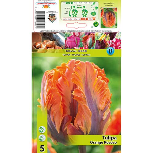 Tulipán Orange Rococo artikel fotografia 1 Tulipán Orange Rococo obrázok 1 artikel 67784