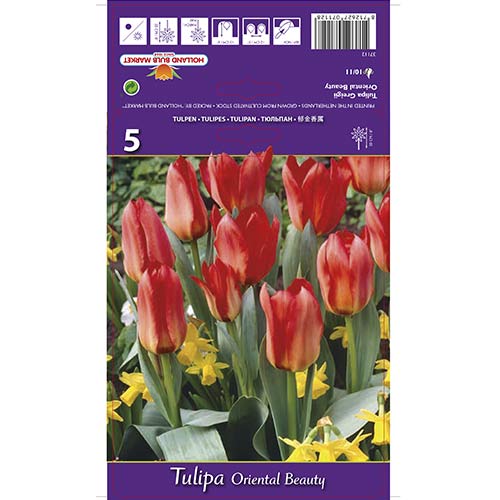 Tulipán Oriental Beauty obrázok 1 artikel 67785