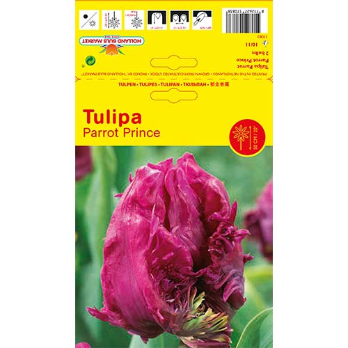 Tulipán Parrot Prince artikel fotografia 1 Tulipán Parrot Prince obrázok 1 artikel 68093