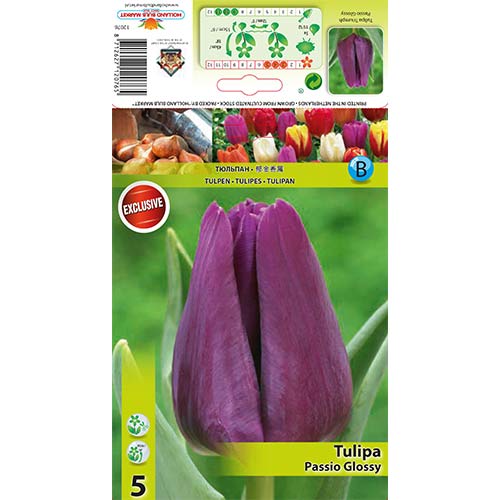 Tulipán Passio Glossy obrázok 1 artikel 67786