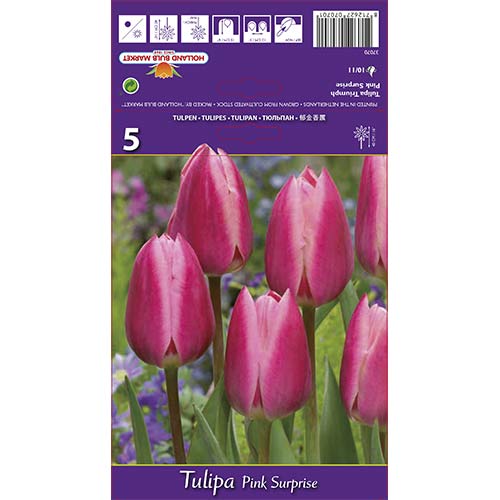 Tulipán Pink Surprise artikel fotografia 1 Tulipán Pink Surprise obrázok 1 artikel 67795