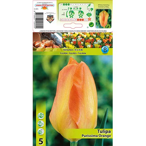 Tulipán Purissima Orange obrázok 1 artikel 67782