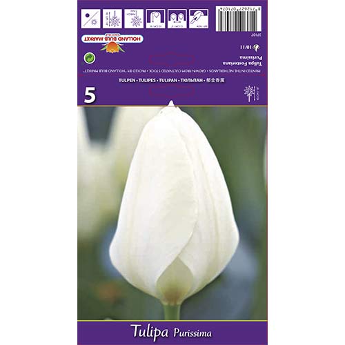 Tulipán Purissima artikel fotografia 1 Tulipán Purissima obrázok 1 artikel 68111