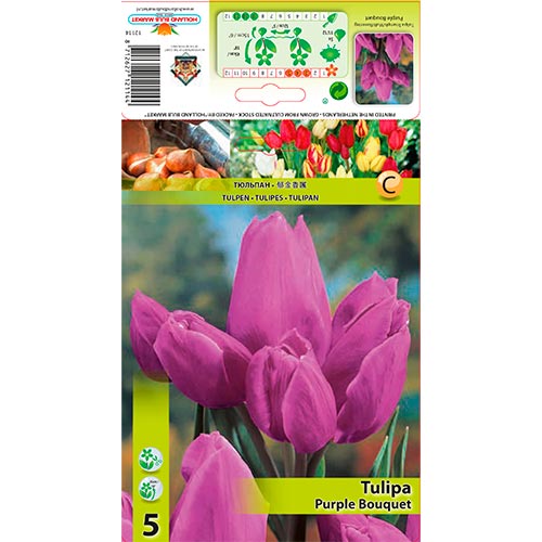 Tulipán Purple Bouquet artikel fotografia 1 Tulipán Purple Bouquet obrázok 1 artikel 67809