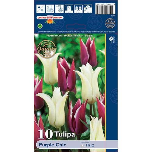 Tulipán Purple Chic obrázok 1 artikel 68046