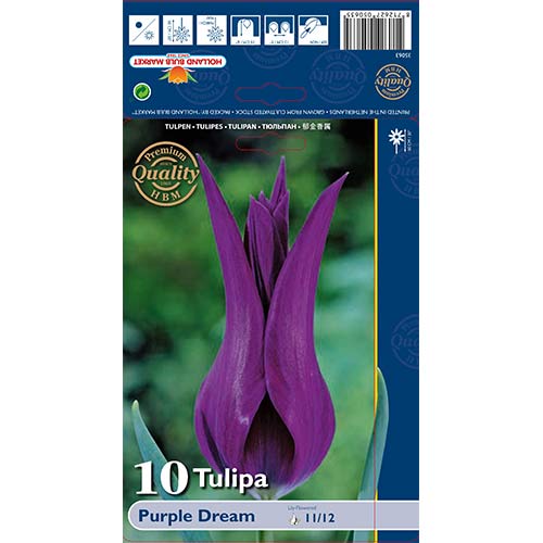 Tulipán Purple Dream artikel fotografia 1 Tulipán Purple Dream obrázok 1 artikel 67480