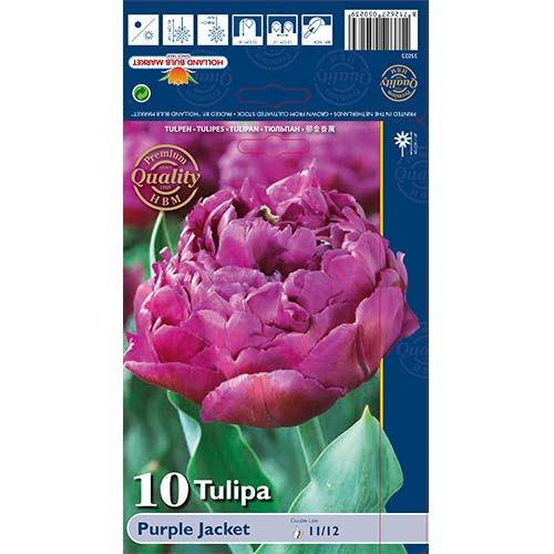 Tulipán Purple Jacket obrázok 1 artikel 68040