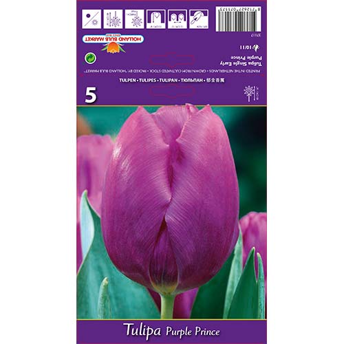 Tulipán Purple Prince artikel fotografia 1 Tulipán Purple Prince obrázok 1 artikel 67791