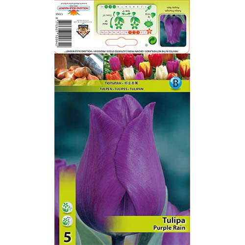 Tulipán Purple Rain artikel fotografia 1 Tulipán Purple Rain obrázok 1 artikel 67792
