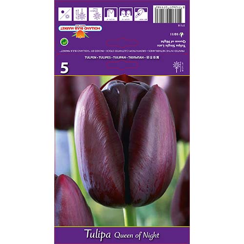 Tulipán Queen of Night artikel fotografia 1 Tulipán Queen of Night obrázok 1 artikel 67741