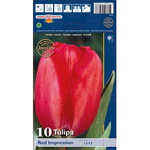 Tulipán Red Impression obrázok 1 artikel 67813