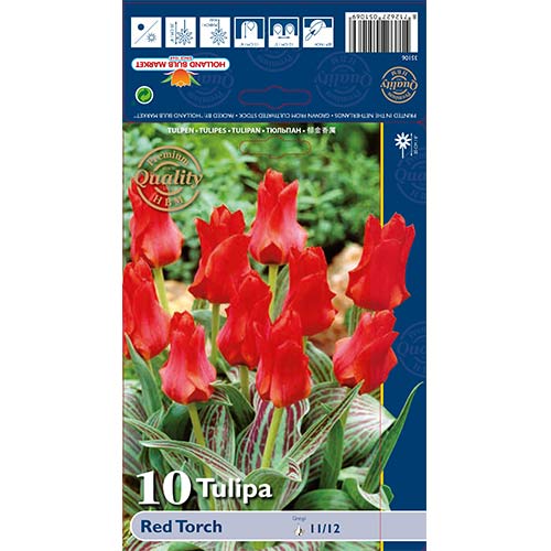 Tulipán Red Torch artikel fotografia 1 Tulipán Red Torch obrázok 1 artikel 67814