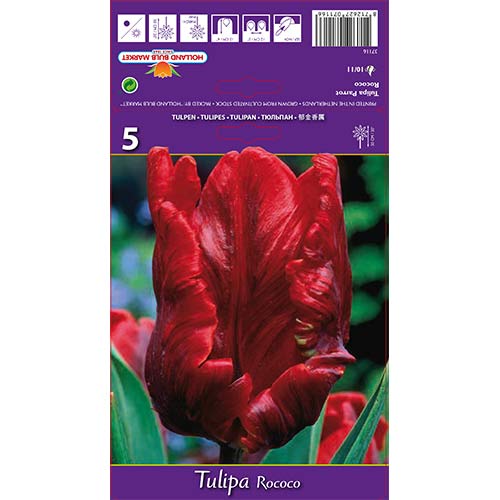 Tulipán Rococo artikel fotografia 1 Tulipán Rococo obrázok 1 artikel 67817