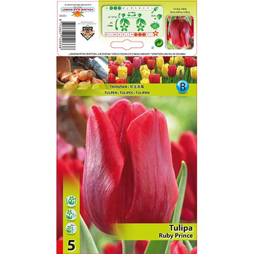 Tulipán Ruby Prince artikel fotografia 1 Tulipán Ruby Prince obrázok 1 artikel 68086