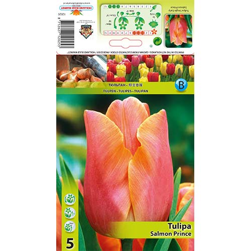 Tulipán Salmon Prince artikel fotografia 1 Tulipán Salmon Prince obrázok 1 artikel 67825