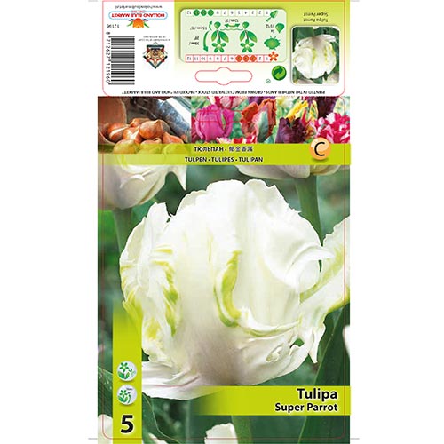 Tulipán Super Parrot obrázok 1 artikel 67802